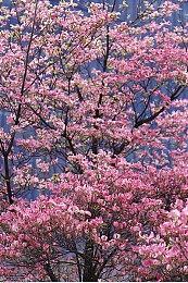 《腐烂国度3》采用虚幻5引擎 开发商开设新工作室